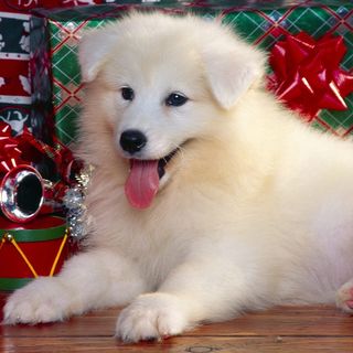 Ws_Christmas_Puppy_1024x1024
